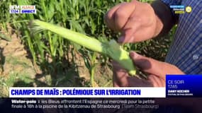 Sécheresse en Alsace: l'irrigation des champs de maïs suscite des critiques