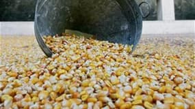 Des producteurs de maïs français ont déposé jeudi un recours devant le Conseil d'Etat contre l'interdiction de la culture du maïs génétiquement modifié MON810, commercialisé par l'américain Monsanto, estimant que le veto des pouvoirs publics français "ne