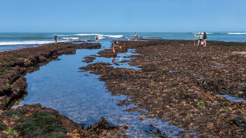L'île d'Oléron (Charente-Maritime) en août 2024. (Illustration)
