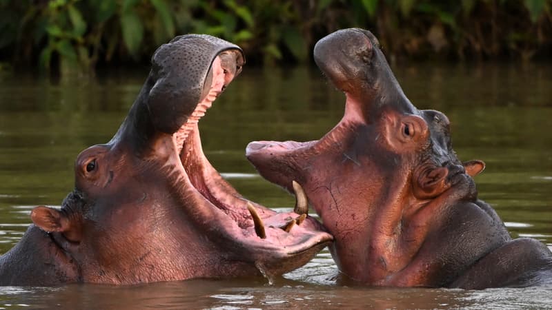 Colombie: les hippopotames d'Escobar seront pour partie déplacés, stérilisés ou euthanasiés
