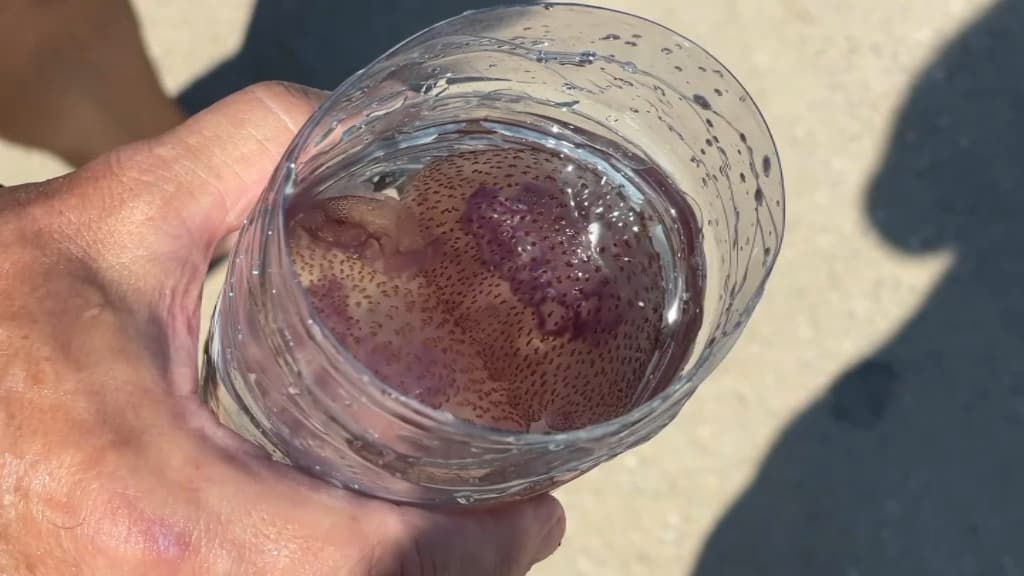 "Pelagia noctiluca", une méduse de couleur violette, très présente en Méditerranée.