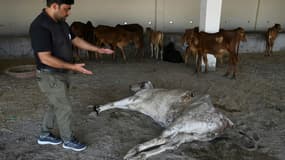 Un employé du People for Animal Trust à Faridabad, en Inde, montre la vache dont les chirurgiens ont extrait 71 kilos de déchets de son estomac, le 25 février 2021.