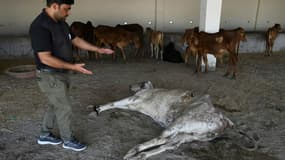 Un employé du People for Animal Trust à Faridabad, en Inde, montre la vache dont les chirurgiens ont extrait 71 kilos de déchets de son estomac, le 25 février 2021.