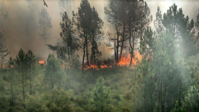 Barbecue, mégots, travaux... Ces gestes à éviter pour prévenir les feux de forêt