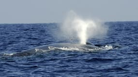 Un baleine bleue nageant au large de Mirissa, au Sri Lanka, le 26 mars 2009