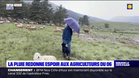 Alpes-Maritimes: les récentes pluies redonnent espoir aux agriculteurs