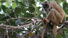 Les makis, de la famille des lémuriens devra être protégé et nourri à Mayotte.