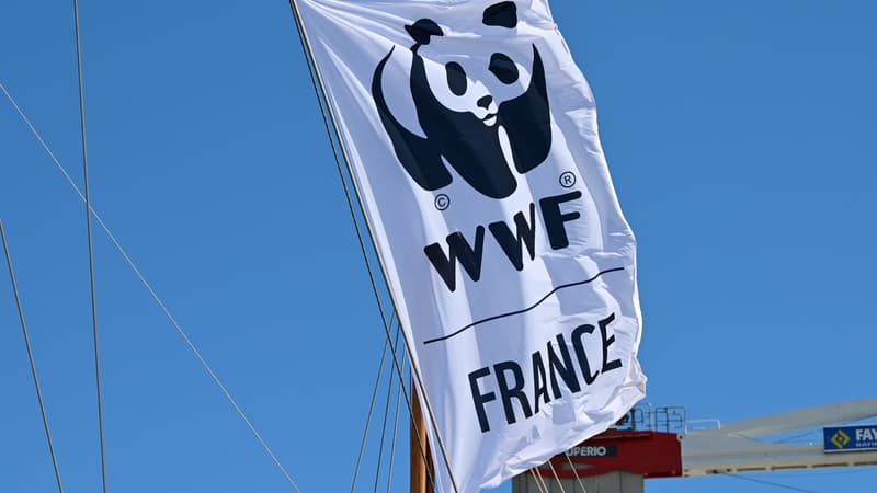 La présidente du WWF France annonce démissionner à cause d'un "désaccord" après sa participation à un rassemblement antiraciste