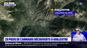 Incommodés par l'odeur, les gendarmes découvrent 29 pieds de cannabis à Guillestre