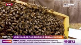 Censure de la loi Duplomb : les agriculteurs partagés 
