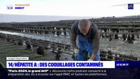 Calvados: des coquillages contaminés à l'hépatite A