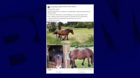 Le cheval Nuage était porté disparu depuis le 26 décembre dernier à Taillecourt, dans le Doubs.