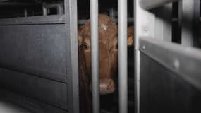 Une vache à l'abattoir de Craon