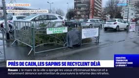 Calvados: les sapins se recyclent déjà à Hérouville-Saint-Clair