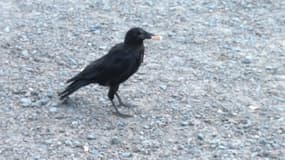 Le Puy du Fou a entraîné des corbeaux à ramasser... les mégots des visiteurs