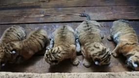 En Chine, cinq bébés tigres ont vu le jour