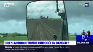Hauts-de-France: la production de chicorée en danger?