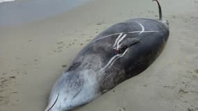 Un baleine s'est échouée sur la plage de Ruscumunoc, à Plouarzel, samedi 22 juillet 2023.