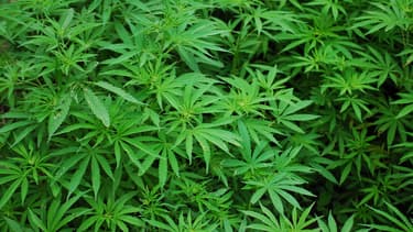 Plusieurs députés de tous bords réclament la légalisation du cannabis.