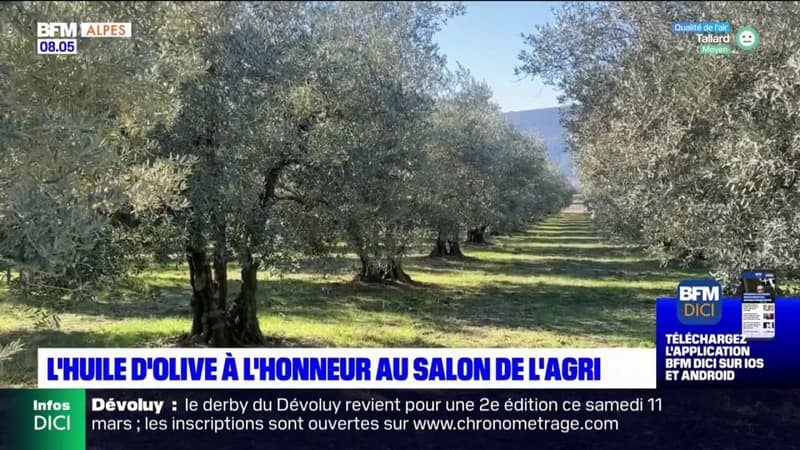Alpes-de-Haute-Provence: l'olivier mis à l'honneur par le département au Salon de l'agriculture