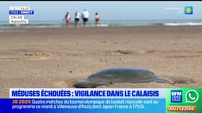 Méduses échouées: vigilance dans le Calaisis