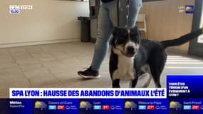 Les abandons d'animaux en hausse cet été à la SPA de Lyon