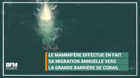 Cette baleine a été repérée vers les côtes australiennes