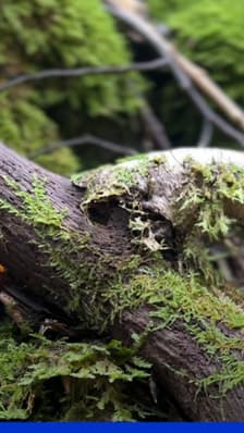 "Ne rien y faire": à la rencontre de Max qui a décidé d'acheter des parcelles de forêt pour relancer la biodiversité