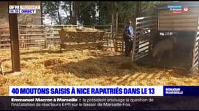 Les 40 moutons saisis à Nice rapatriés dans les Bouches-du-Rhône