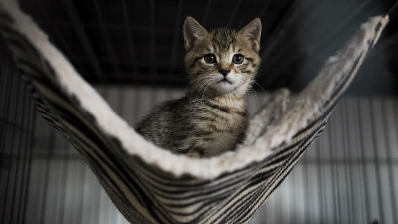 La Mulatière: un quartier mobilisé pour sauver un chaton coincé dans un tuyau d'immeuble (1/1)