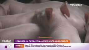 RMC chez vous : Porcelets, la castration à vif est désormais interdite - 07/01
