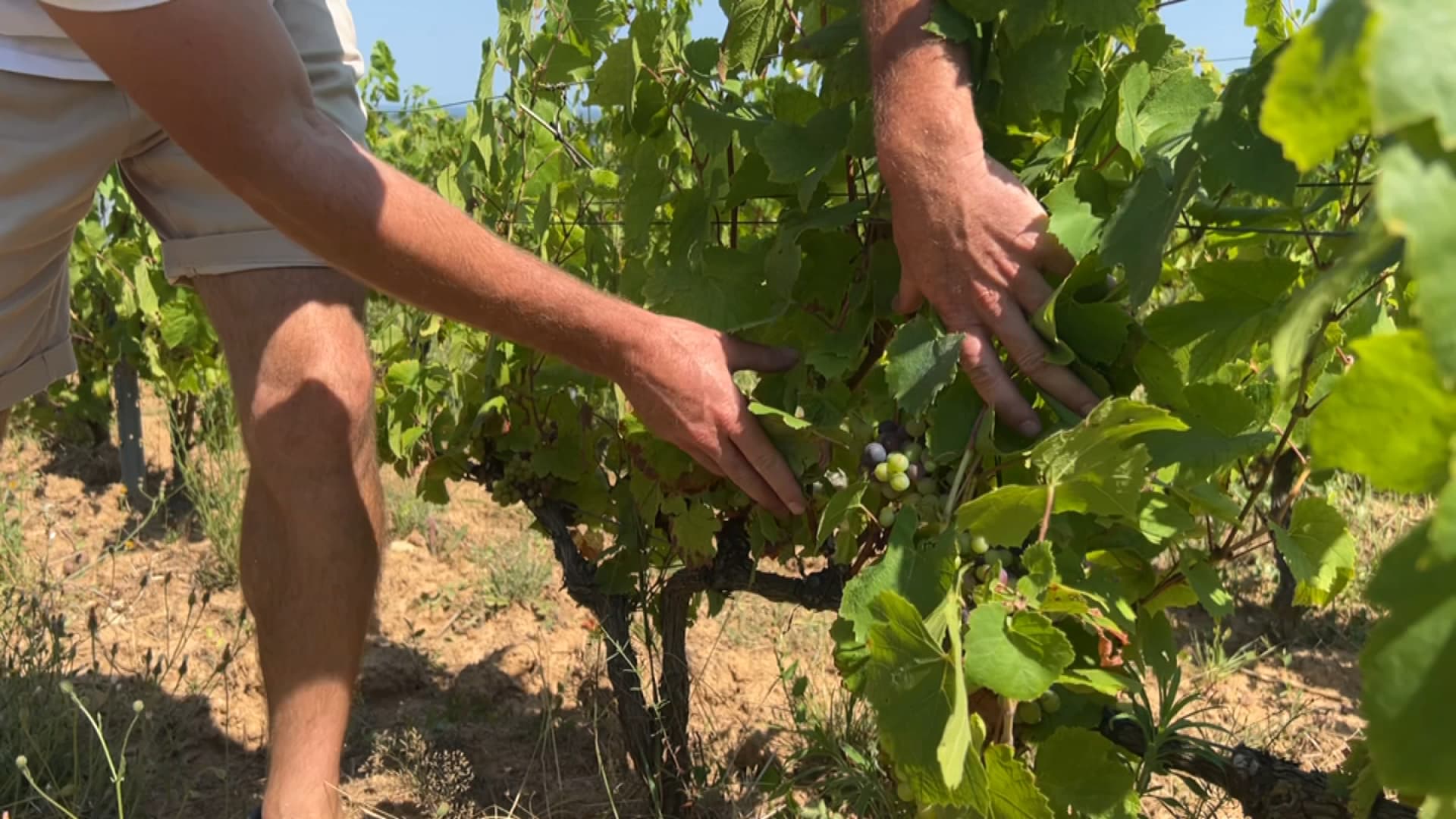 Rhône: a good vintage expected for Beaujolais this year despite quantities …