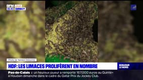 Hauts-de-France: les limaces prolifèrent en nombre et font des dégâts