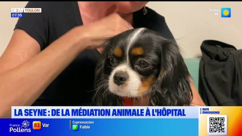 La Seyne-sur-Mer: des animaux en visite à l'hôpital pour apporter du bonheur aux patients 