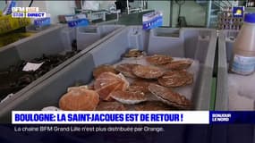 Boulogne-sur-Mer: la coquille Saint-Jacques est de retour