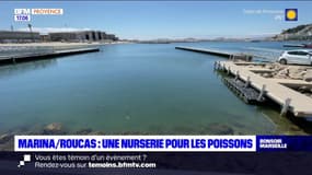 Marseille: une nurserie installée pour les poissons
