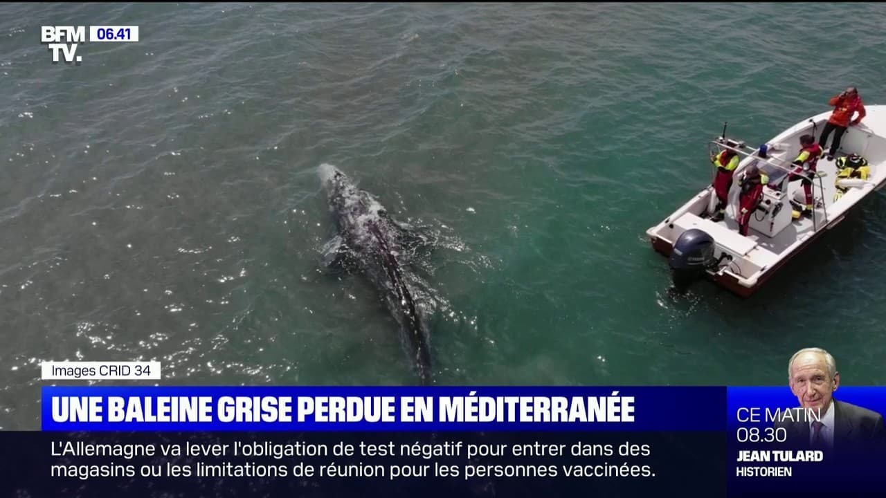 Un Baleineau De 8m De Long Perdu En Mediterranee