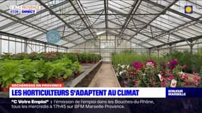 Marseille: les horticulteurs contraints de s'adapter au climat