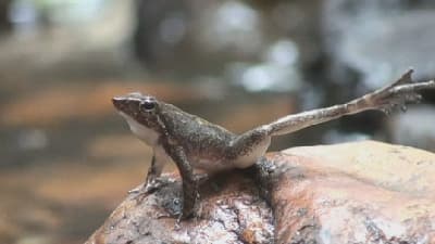 Grenouille dansante qui procède au "marquage de pied"