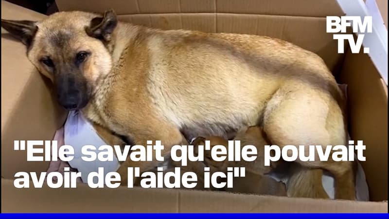 Turquie: une chienne sauve son chiot en hypothermie en l'emmenant elle-même chez le vétérinaire 