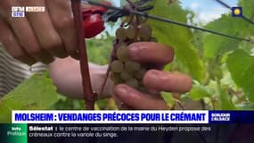 Alsace: vendanges précoces pour le Crémant
