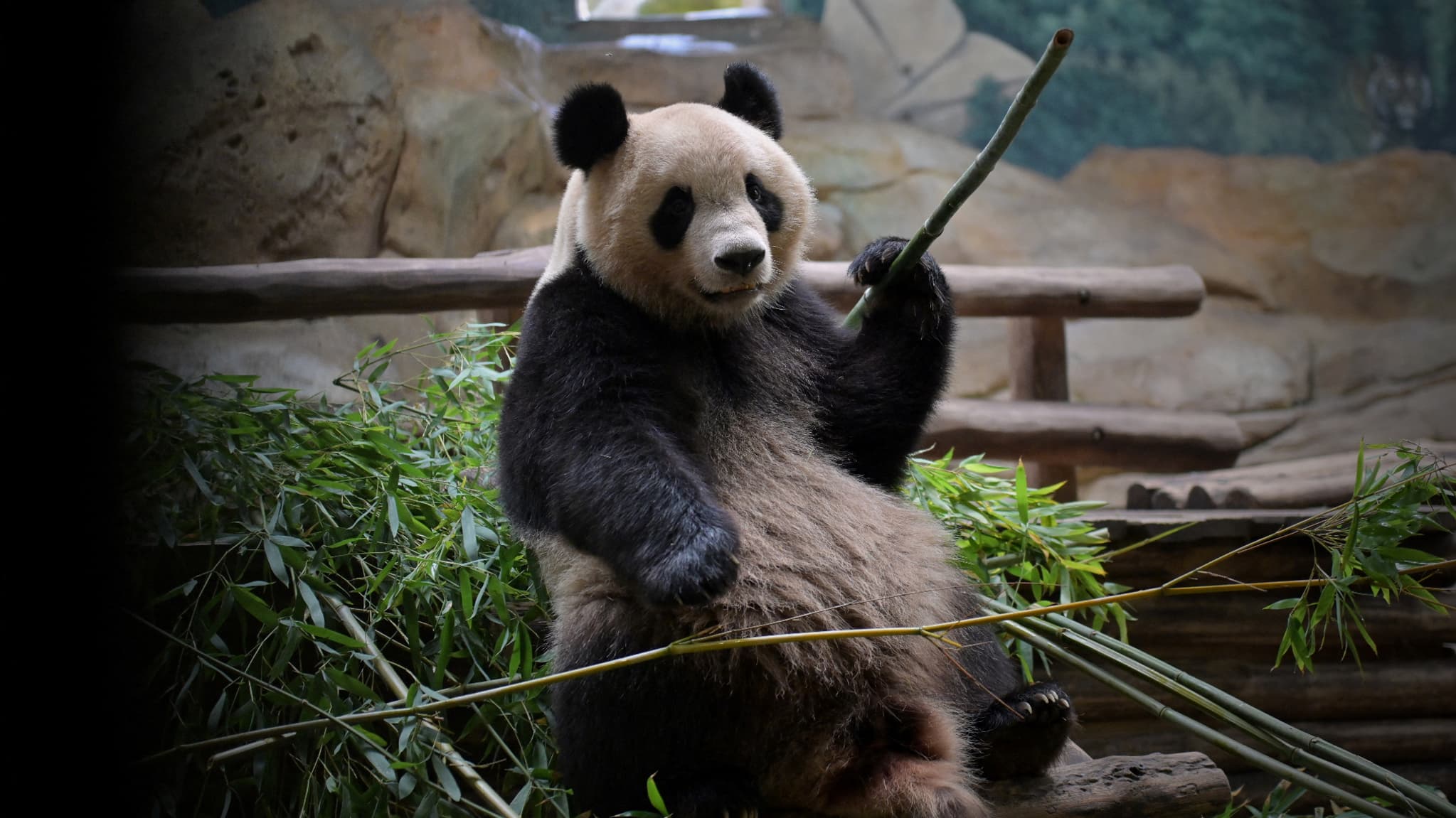 Yuan Meng, le 23 juillet dernier. Yuan Meng, le 23 juillet dernier.
