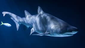 Examiné par des médecins après une attaque de requin, un Américain a pu être diagnostiqué et a guéri d'un cancer (illustration).
