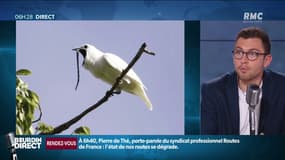 On sait (enfin) pourquoi l'oiseau le plus bruyant du monde crie