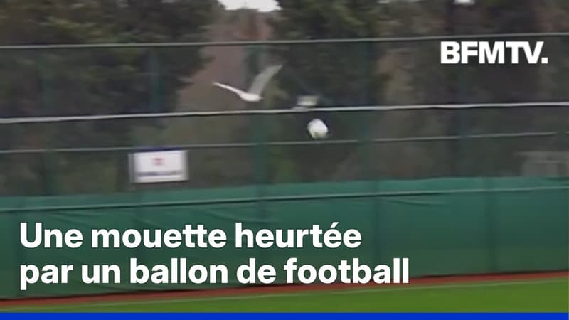Turquie: un joueur de football frappe une mouette et tente de la réanimer sur le terrain