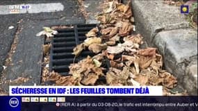 Île-de-France: avec la sécheresse, les feuilles tombent déjà