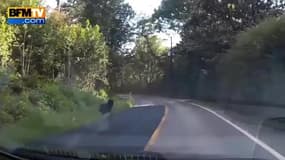 Un ours percuté par une voiture aux Etats-Unis : 