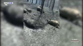 Cet éleveur de chèvres sur l'île d'Eubée, en Grèce, a perdu son troupeau lors de l'incendie