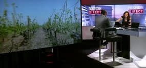 Sécheresse: "Nos vignes subissent cette année un déficit en eau que nous n'avons jamais connu"