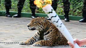Un jaguar, symbole de l'Amazonie, a été abattu peu après avoir été exhibé lors du passage de la flamme olympique à Manaus, au Brésil, le 20 juin 2016.